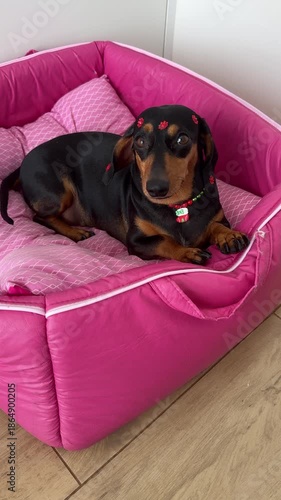 cachorro fofo raça duchshund relaxa em casa 