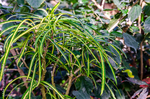 Schilderij op canvas Variegated codiaeum croton plant with striking green and yellow striped leaves in garden