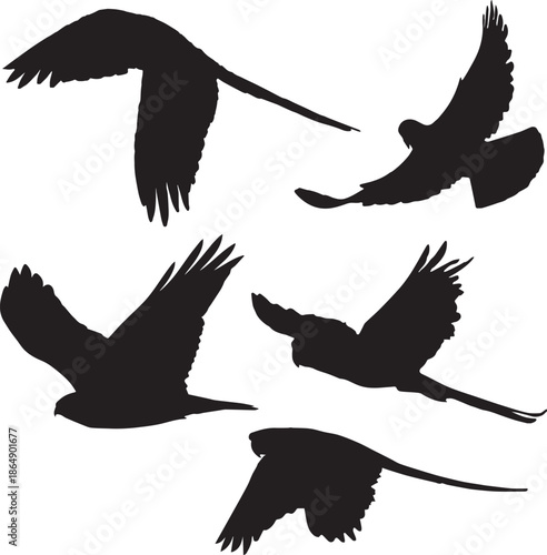 Adobe Illustrator Artwork