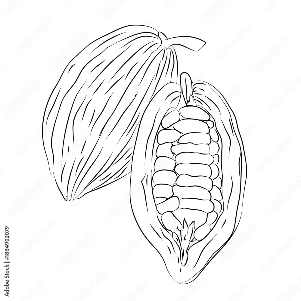 Fototapeta premium Sketch Vector cocoa beans line art, hand-painting design set, EPS format, outline drawing for cocoa beans slices drawing, Doodle hand-drawn icon set, outline drawing of cocoa beans branch, outline