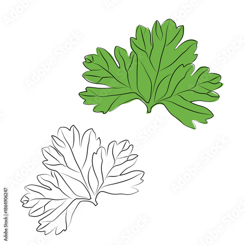 Collection of hand-drawn icon set, outline drawing of parsley leaves, outline drawing of parsley leaves, vector design set, Hand-painting design set, EPS format, Sketch Vector parsley leaves, vector