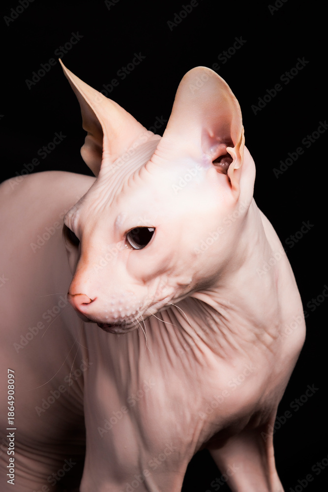 Fototapeta premium Pink Sphynx cat