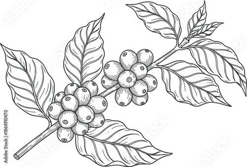 Botanical illustration of a coffee branch with leaves and ripe berries