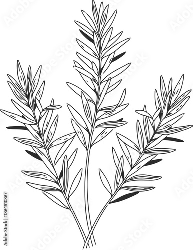 Delicate hand drawn botanical illustration of a rosemary sprig on white