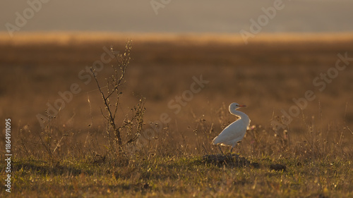 Kuhreiher in einer Graurinderweide bei Sonnenuntergang