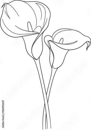 Elegant line art drawing of two calla lilies on a white background