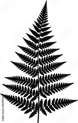 Black silhouette of a delicate fern frond on a white background