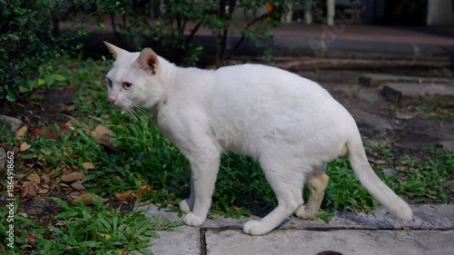 White domestic cat pouncing on something in grass, playful hunting behavior of curious street cat, natural feline instinct and movement in urban park environment