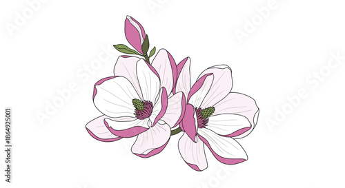 Beautiful pink and white magnolia blossoms with green leaves and a bud in a detailed botanical illustration.