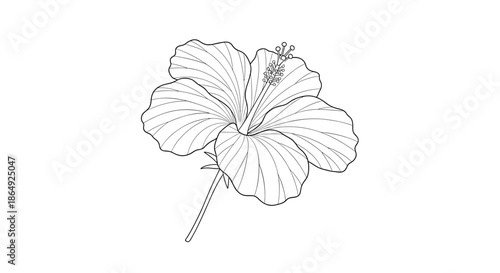 Detailed line drawing of a hibiscus flower shown from an angle, highlighting its petals and long stamen on white.