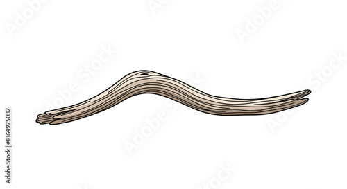 Detailed illustration of a piece of smooth, curved driftwood or a weathered branch in natural wood tones.