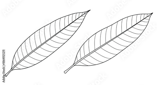 Pair of simple elongated green leaves with distinct vein patterns are shown in a clean line art style against a white background.