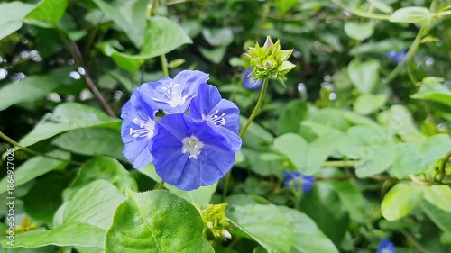 Macro view of a vibrant Skyblue clustervine flowers bloom brightly under warm golden sunlight
