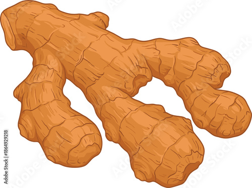 Fresh,ginger,root,isolated,on,white,background,natural,spice,ingredient,organic,herbal,medicine,health,food,cooking,asian,aromatic,plant,rhizome,botanical,illustration,detailed,texture