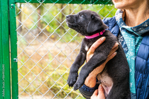Adopt shelter Puppy little dog in hands
