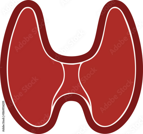 Medical illustration of human thyroid gland organ structure