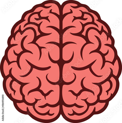 Simple vector illustration of the human brain organ