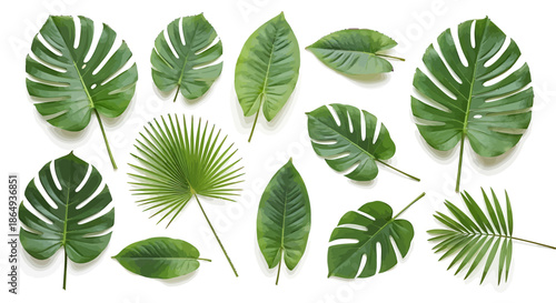 Assortment of vibrant tropical green leaves, showcasing diverse botanical shapes and textures, elegantly presented on a clean white background for a fresh and natural design aesthetic