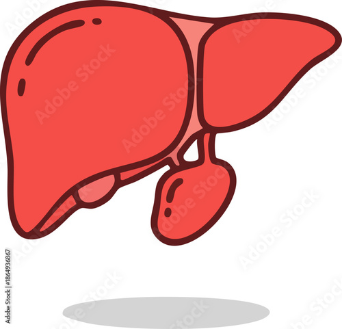 Simple Cartoon Vector Illustration of Human Internal Organ Liver