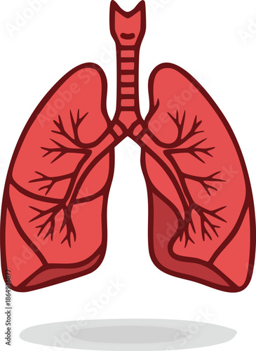 Human Lungs Respiratory System Medical Science Illustration Drawing
