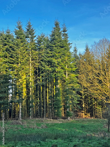 Sunlit conifer forest edge under clear blue sky with green meadow in foreground, capturing peaceful winter landscape and contrast of evergreen and bare trees.