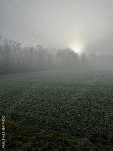 Misty winter sunrise over frosty green field and bare tree line, soft diffused light creating moody tranquil countryside landscape.