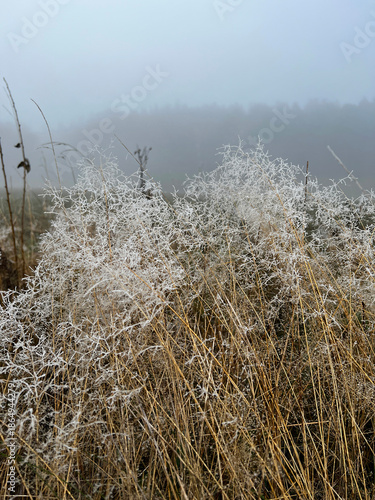 Frost-covered dry tall grasses in misty foggy meadow, soft hazy forest background creating ethereal winter atmospheric landscape.