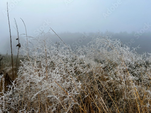 Frost-covered dry tall grasses in misty foggy meadow, soft hazy forest background creating ethereal winter atmospheric landscape.