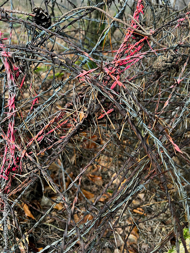 Rusty barbed wire fence with red plastic ties, intertwined with dry twigs, pine cones and fallen leaves in autumn woodland setting.