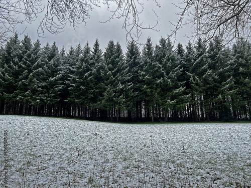 Snow-dusted conifer forest edge with bare trees under cloudy gray sky, green meadow foreground in moody winter landscape.