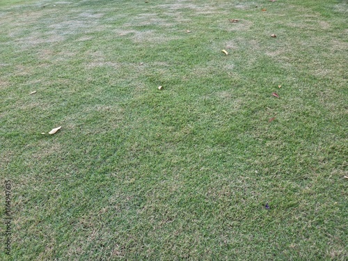 Photography High-angle, full-frame shot of a textured green lawn featuring short-trimmed grass interspersed with scattered dry brown leaves and small patches of thinning turf