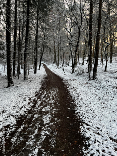 Snowy forest track winding through tall larch and pine trees under partly cloudy blue sky in crisp winter woodland scene.