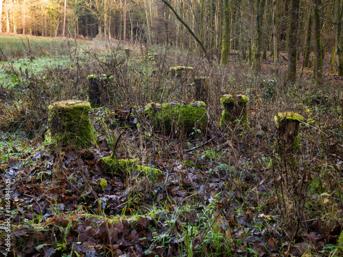 Moss-covered tree stumps scattered in autumn forest clearing with golden sunlight filtering through distant trees and meadow grass.