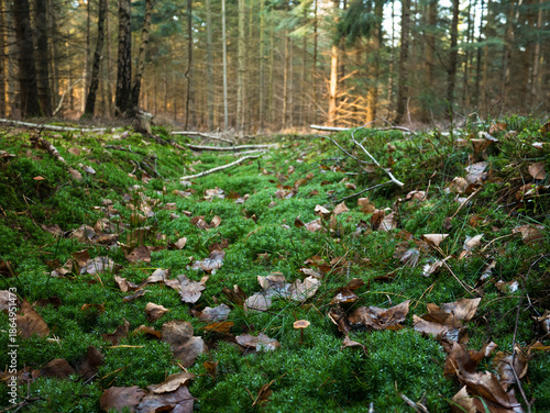 Lush green moss carpet with scattered orange autumn leaves and thin branches in sunlit forest gully or clearing.