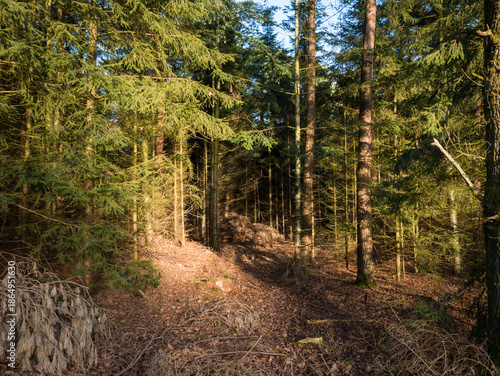Dense pine forest interior with tall straight trunks, golden sunlight shafts piercing through canopy onto mossy brown forest floor.