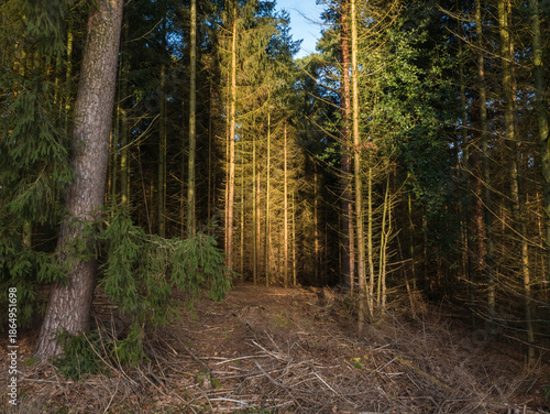 Dense pine forest interior with tall straight trunks, golden sunlight shafts piercing through canopy onto mossy brown forest floor.