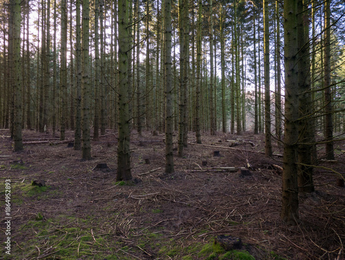 Tall spruce forest with golden backlit trunks and mossy stumps on brown needle-covered ground in warm autumn woodland light.