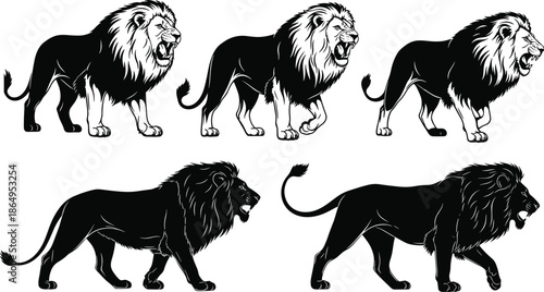 Set of majestic lion illustrations and silhouettes featuring roaring predators in walking poses for wildlife nature animal power and leadership designs