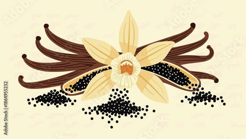 Split vanilla pods with scattered seeds, natural flavor spice, close-up vanilla bean vector, botanical cooking ingredient illustration