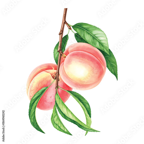 Two Peaches on a Branch with Green Leaves on White watercolor vector illutrastion transparent background