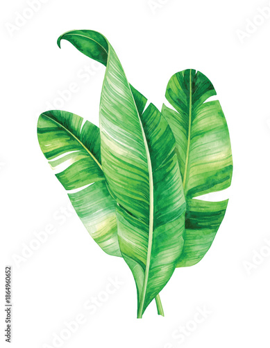 Watercolor illustration of three lush green banana leaves on a vector illutrastion transparent background