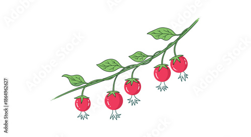 Botanical illustration of a goji berry branch with green leaves and ripe red berries, showcasing the popular and healthy superfood.
