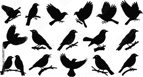 Bird silhouette collection featuring various species in flight and perched on branches, black vector icons for nature design, wildlife conservation, and avian studies illustration.