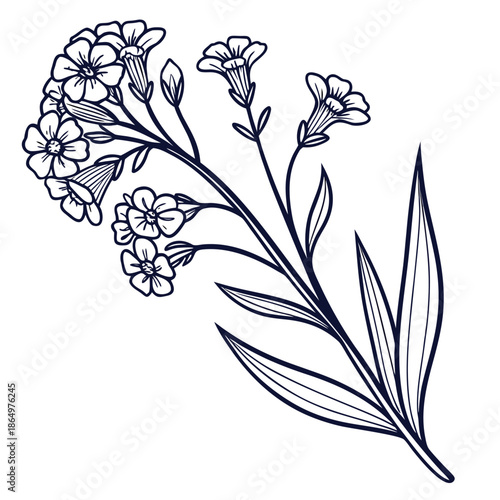 Statice Bloom Clusters with Veined Leaves