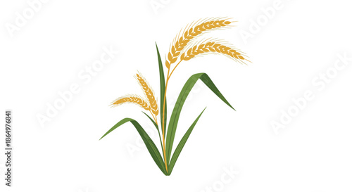 Golden stalks of ripening wheat or rice with green leaves isolated on a white background depicting agricultural growth and cereal production.