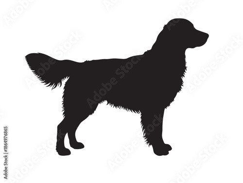 Golden Retriever dog in silhouette white background.