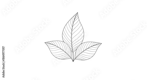 Minimalist black line drawing of three simple leaves grouped together with fine internal vein lines on a white background.