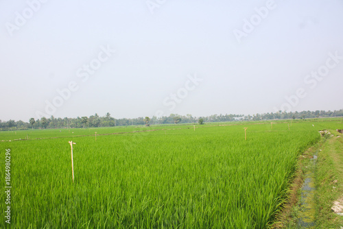 Vibrant Green Rice Field: Expansive rice paddy bathed in the soft glow of daylight, showcasing the lush green of growing rice, evoking a sense of tranquility.
