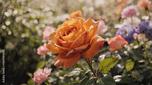A close-up shot of a bright orange rose, in a field of colorful blurry flowers. Raindrops add to the atmospheric aesthetic