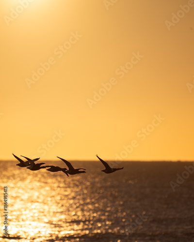 Fotografie Un soir avec oies